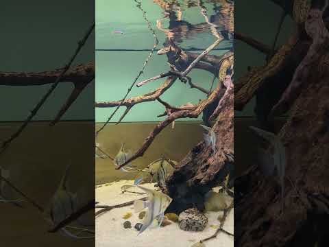 South America community aquarium! #shorts