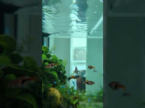 Harlequin Rasboras – the best fish for planted tanks? #shorts
