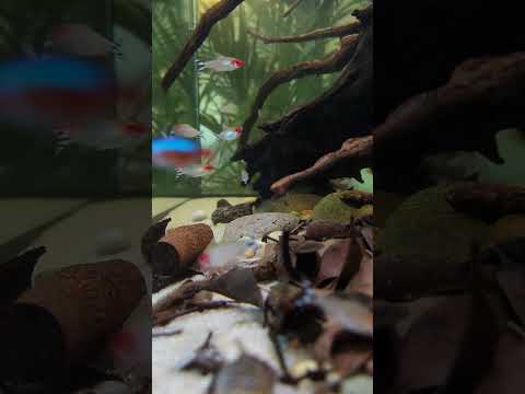 Beautiful and peaceful biotope fish tank! #shorts