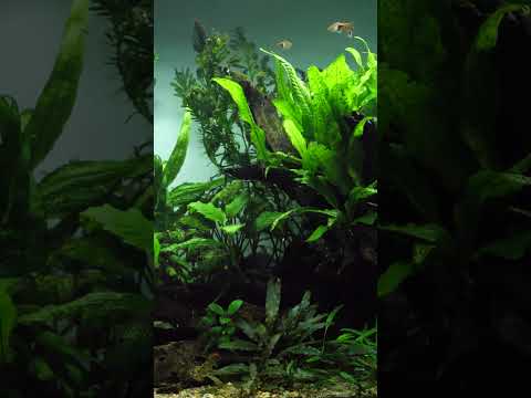 Lush & vibrant planted aquarium! 🌿 #shorts