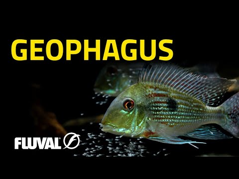 Gorgeous, Graceful & Generally Gentle | Geophagus pt. 1