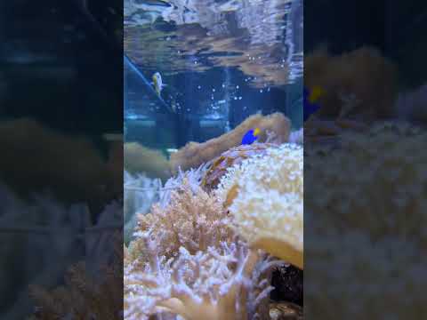 Relax with our coral reef aquarium 😊 #shorts