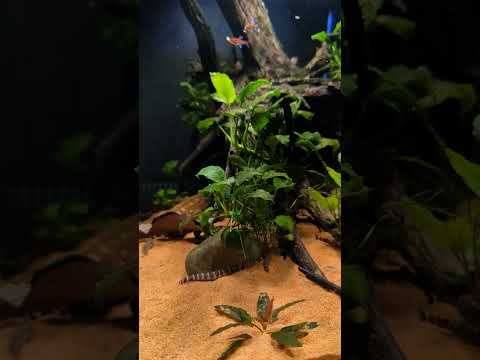 Loaches & Tetras… Loachas? Teches? Loatetchas? #shorts