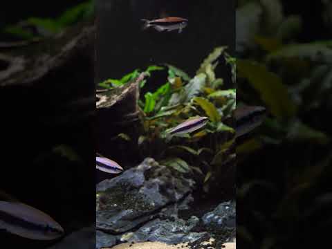 Incredible purple aquarium fish! 🤩 #shorts