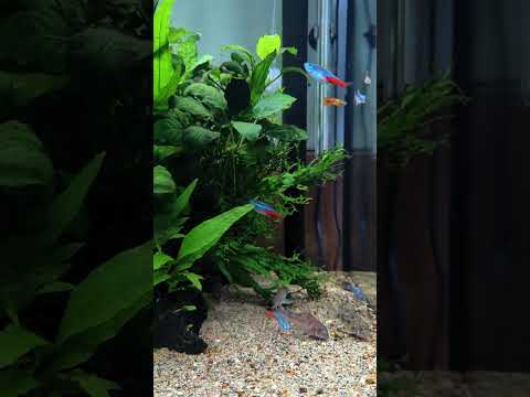 Classic, colorful and peaceful community aquarium! #shorts