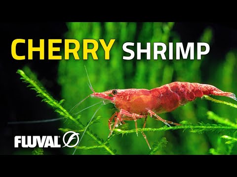 Species Spotlight | Cherry Shrimp