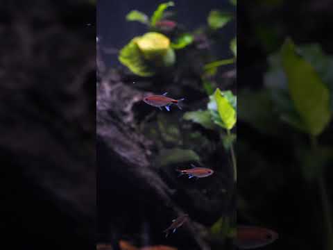 Ruby tetras 💗 #shorts