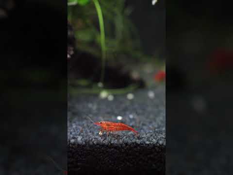 Cherry shrimp love Bug Bites! 🥰 #shorts
