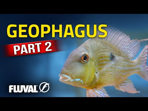 Exploring Eartheater Diversity | Geophagus pt. 2