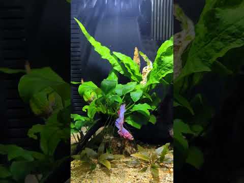 New betta in the fishroom! 😍 #shorts