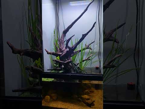 Peaceful planted riparium! #shorts