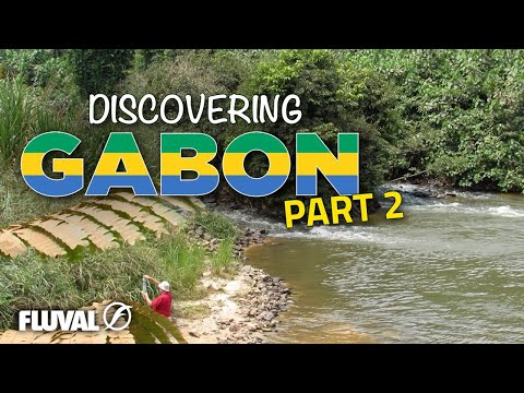 DISCOVERING GABON | The Best Fish Parents?