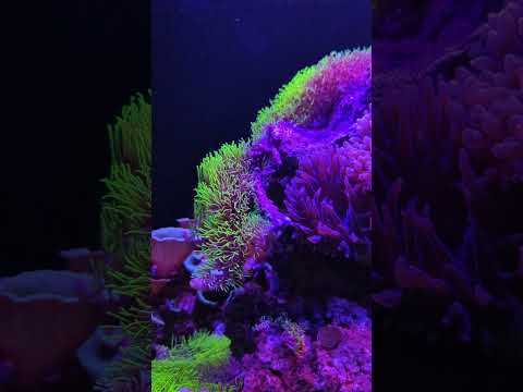 Neon reef aquarium! 🟢 #shorts