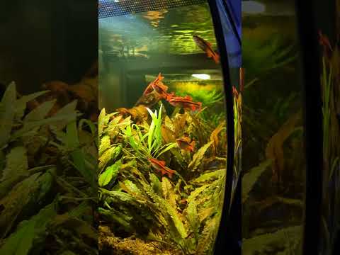 Flex 15 aquarium with cherry barbs! #shorts