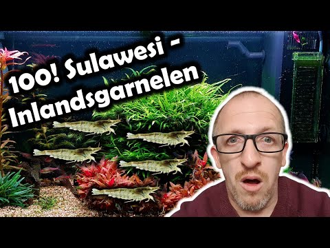 100 Sulawesi – Inlandsgarnelen von Martins Aquarien (176)