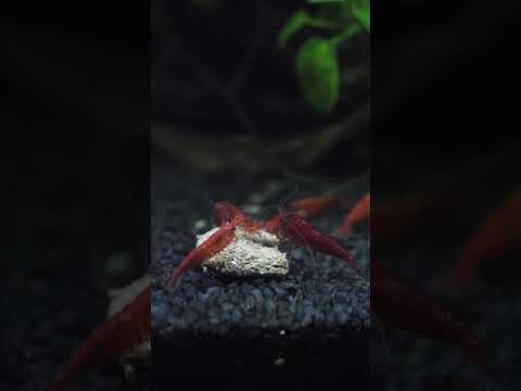 Hungry cherry shrimp! 🍴 #shorts