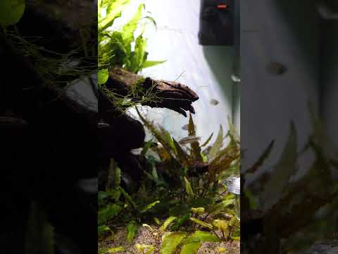 Sparkling gourami with neon blue eyes! #shorts