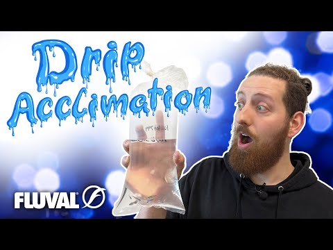HOW TO: Drip Acclimation for New Aquarium Fish