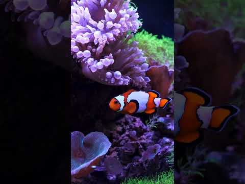Colorful clownfish! 🧡 #shorts