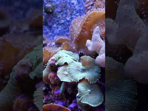 Peaceful coral reef! #shorts