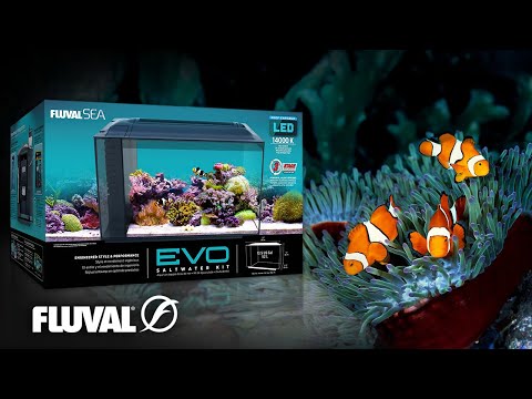 Sea Life Differently | Fluval Evo 13.5 Saltwater Aquarium Kit