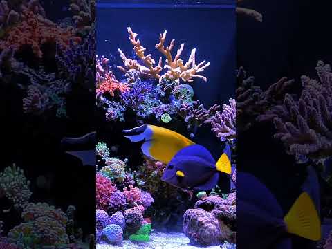 Red Sea is sharing the love!  Check out this thriving REEFER G2+ 525 SPS dominant.