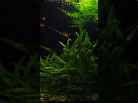 Are ember tetras the best nano fish? #shorts