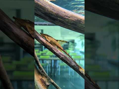 Super cool whiptail catfish! #shorts