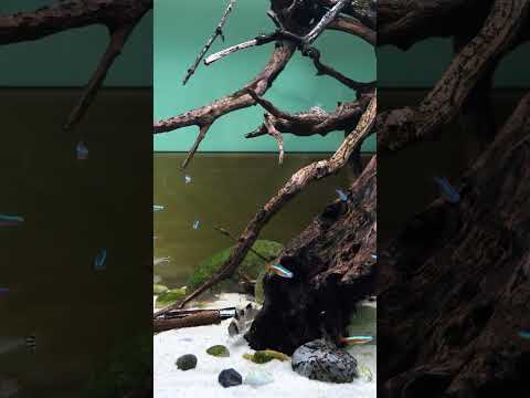 Naturalistic aquarium 😊 #shorts