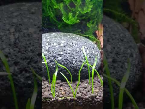 Just very simple Micro Tank