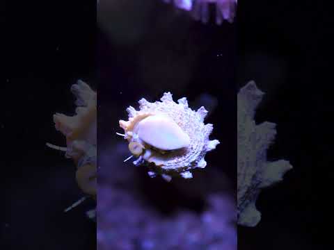 Snails are slow… even at 400% speed! #shorts