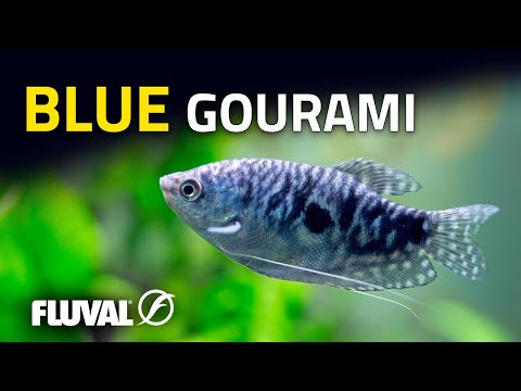 Species Spotlight | Blue Gourami