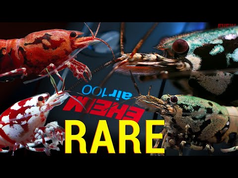Extreme Rare Shrimp Tank With Eheim Equipment