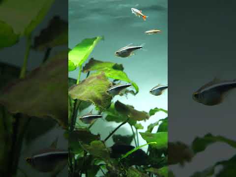 👏 Black 👏 neon 👏 tetras #shorts