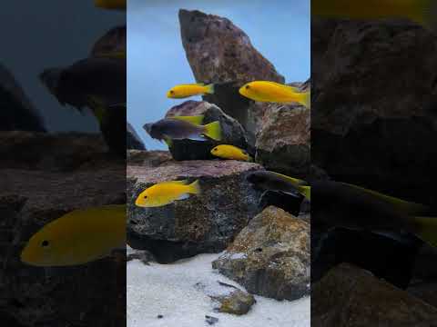 Lake Malawi cichlids are incredible! 🔥 #shorts