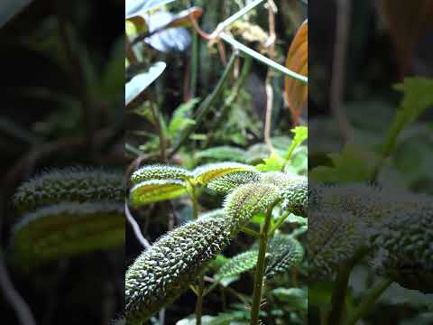 Dart frog terrarium with Fluval LEDs! 🐸 #shorts