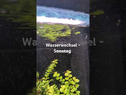 Wasserwechsel – Sonntag