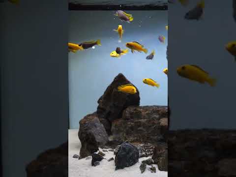 Fish love Fluval Bug Bites! #shorts