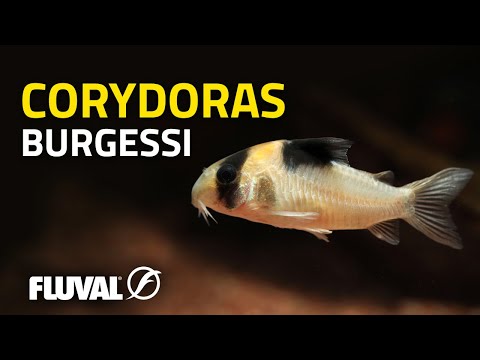 Species Spotlight | Burgess’ Corydoras