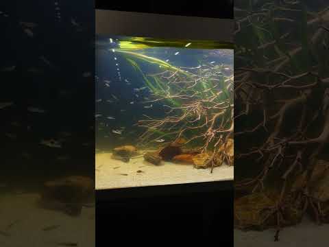 Fluval Siena aquascape at CAE2024! #shorts