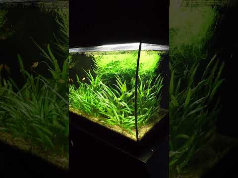 Fluval Flex planted aquarium 🌿 #shorts