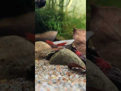 Shrimp LOVE Fluval Algae Crisps! #shorts