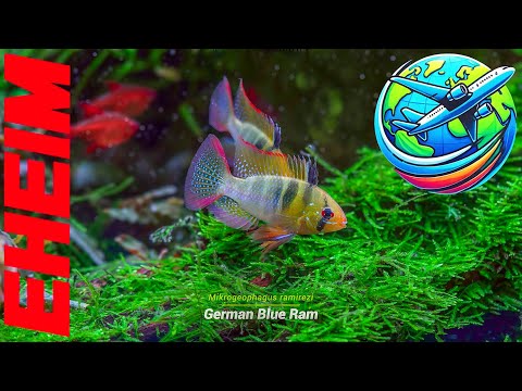 Eheim Aquascaping Tour | Liquid Nature Aquarium Shop & Gallery