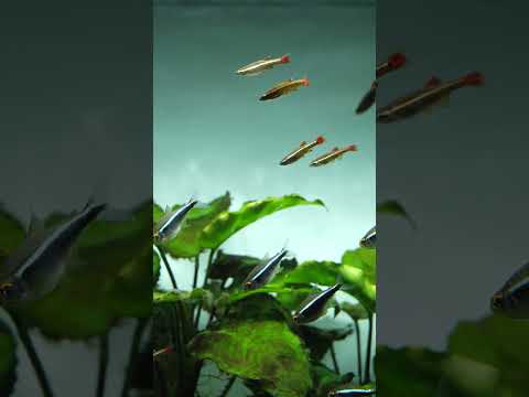 What music do fish listen to? Anything with bass #shorts