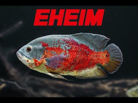 Monster Oscar Fish And Cichla Kelberi Spider
