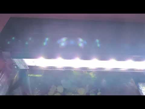 Chihiros Universal Wrgb 800 Knistern