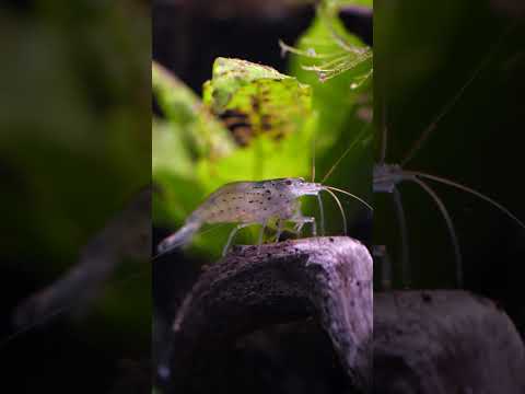 Are Amano shrimp the best cleaners? 🤔 #shorts