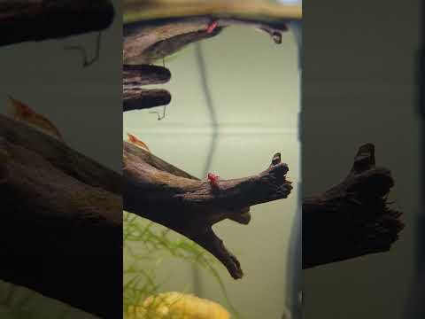 This is a cherry shrimp. He says hi 😊 #shorts