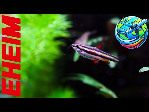 Eheim Aquascaping Tour | Stunning Aquascaping Inspiration From Vienna