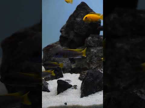 Lake Malawi community aquarium 🐟 #shorts